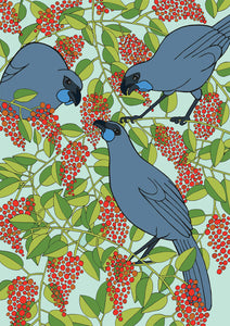 Kokako