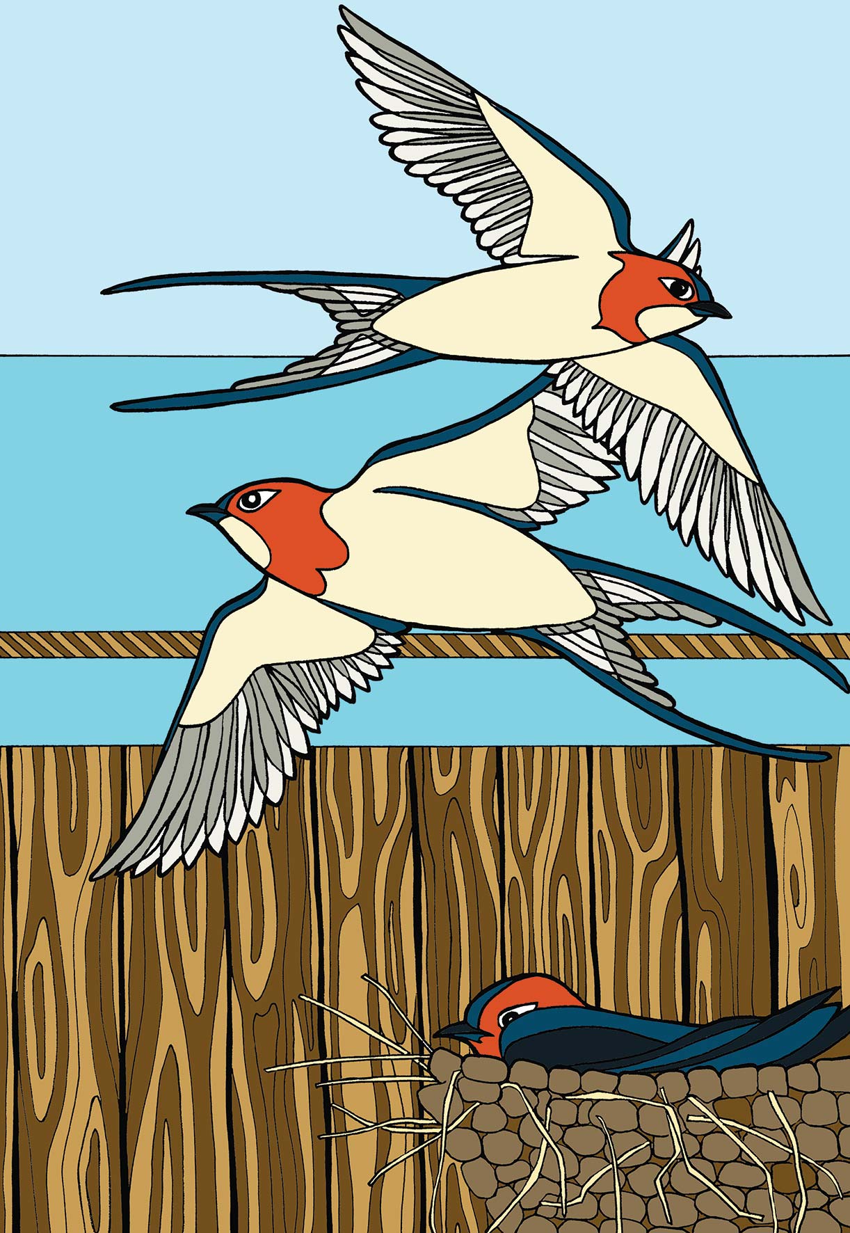 Barn Swallow