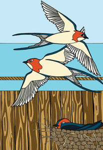 Barn Swallow
