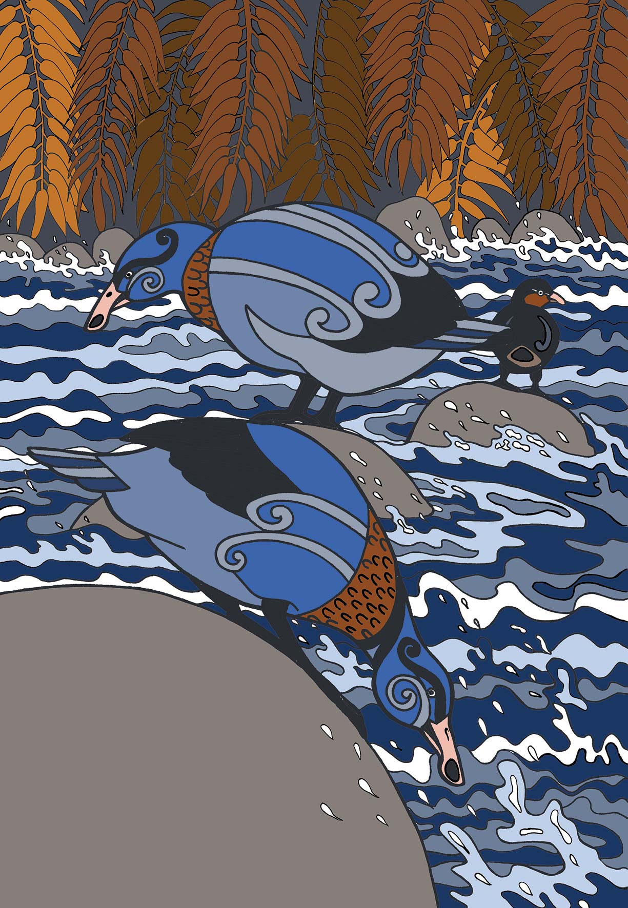 Whio - Blue Duck