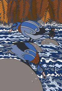 Whio - Blue Duck