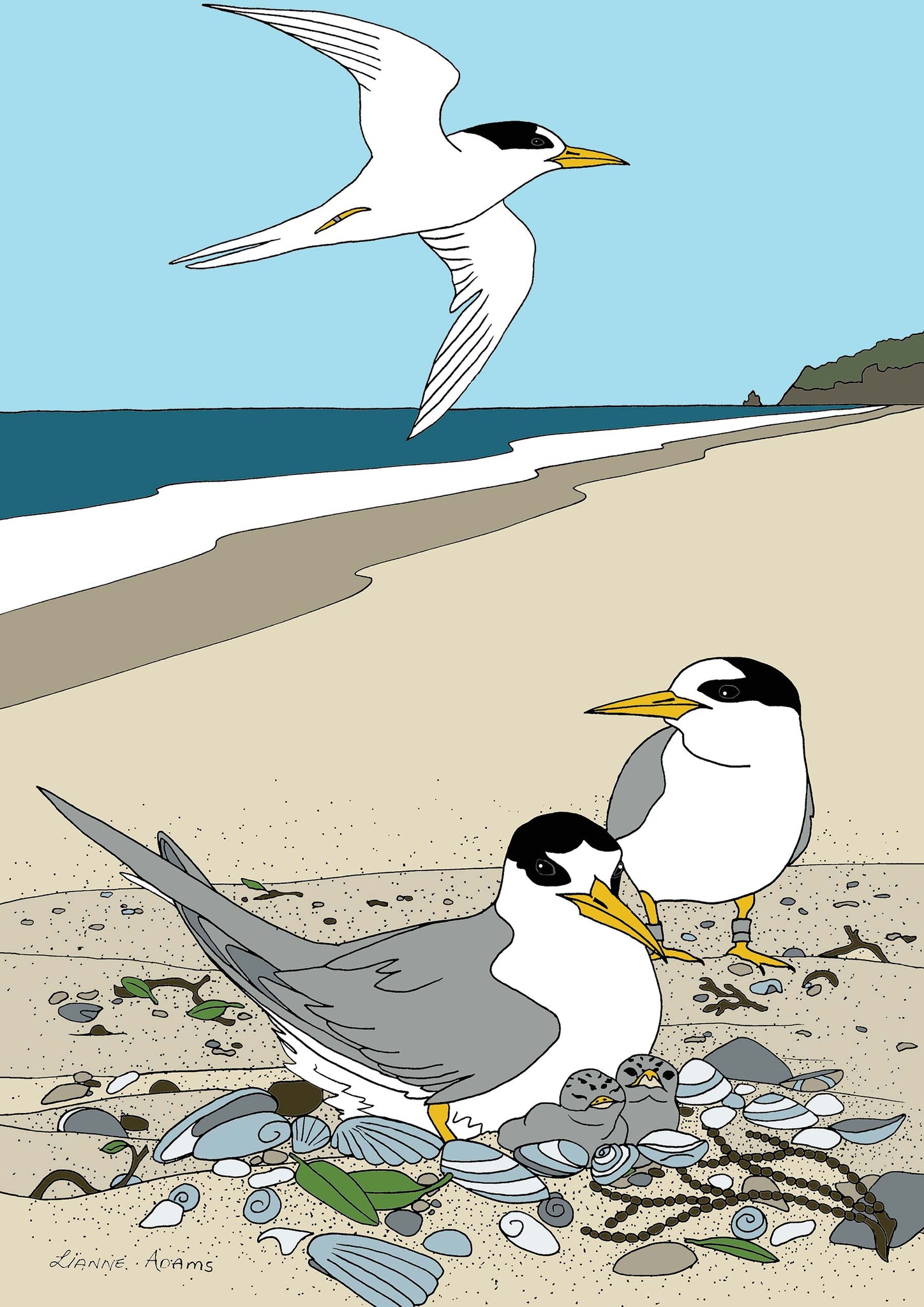 Tiki Tour - Fairy Terns at Mangawai