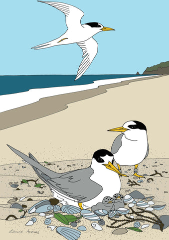 Tiki Tour - Fairy Terns at Mangawai